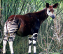 Image okapi
