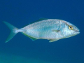 SÉRIOLE