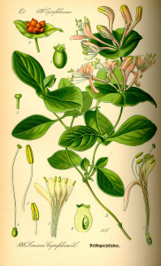 CHÈVREFEUILLE