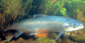 SAUMON