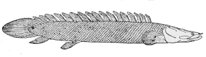 POLYPTÈRE
