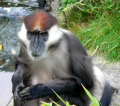 MANGABEY
