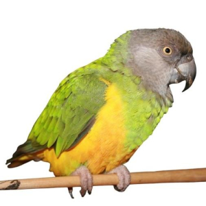 PERROQUET