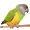 Image Psittaciformes
