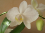 Orchidée blanche - Lazulite