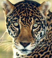 jaguar973