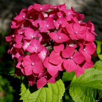HORTENSIA
