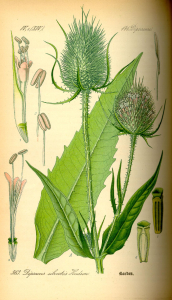 CARDÈRE