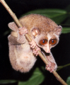 LORIS