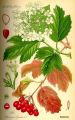 OBIER