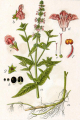 ÉPIAIRE