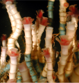 POGONOPHORE