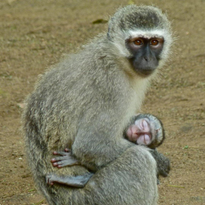 VERVET