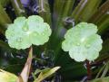 HYDROCOTYLE
