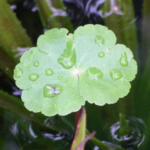 HYDROCOTYLE