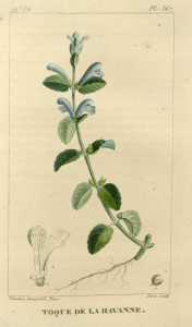 SCUTELLAIRE