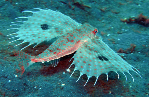 DACTYLOPTÈRE