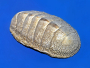 Image chiton