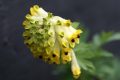 CORYDALIS