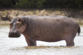 HIPPOPOTAME
