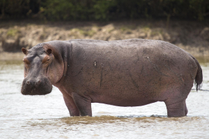 HIPPOPOTAME