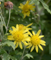 CHRYSANTHÈME