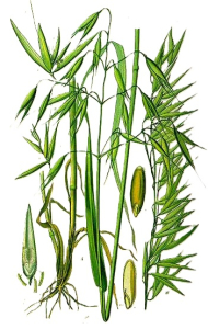 AVOINE