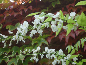 Lentement, au jardin