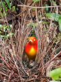JARDINIER