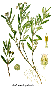 ANDROMÈDE
