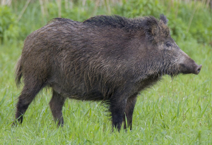 SANGLIER