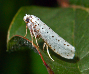 YPONOMEUTE