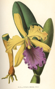 CATTLEYA
