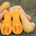 BUTTERNUT