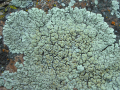 LECANORA