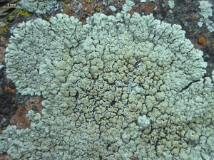 LECANORA
