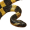 Image Serpentes