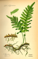 POLYPODE