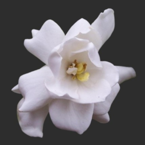 GARDÉNIA