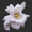 Image Rubiaceae
