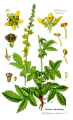 AIGREMOINE