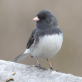 JUNCO