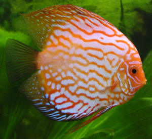 DISCUS