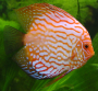 Image discus Image discus