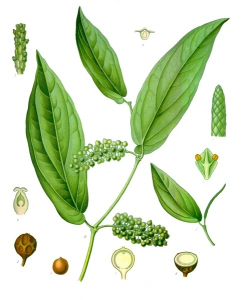 CUBÈBE