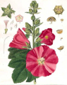 TRÉMIÈRE