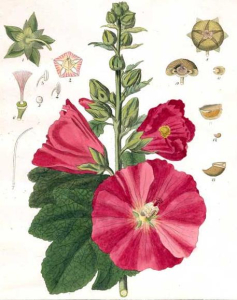 TRÉMIÈRE