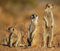 SURICATE