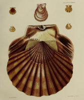 PECTEN
