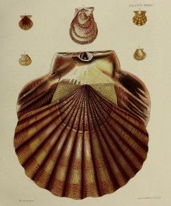 PECTEN